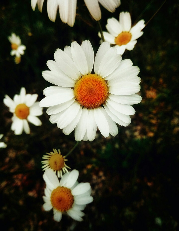 Daisy