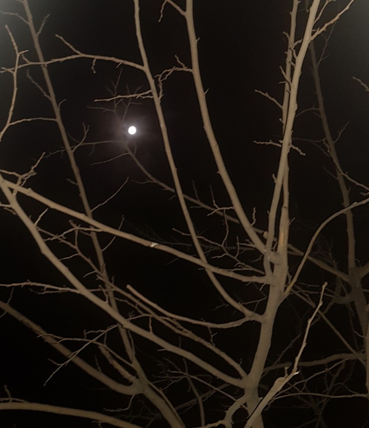 #winter#Tree#ماه