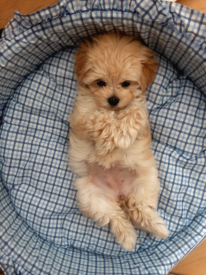 dog