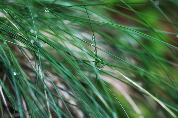 Dew
