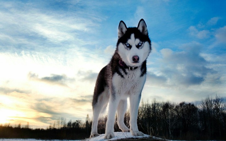 Cutie pie Husky