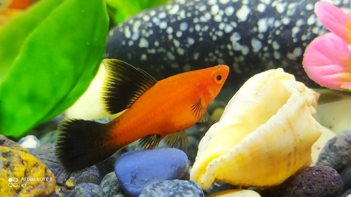 fish