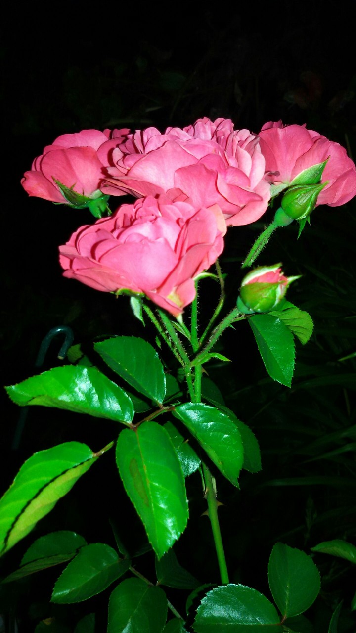 Roses in the dark!!!:)