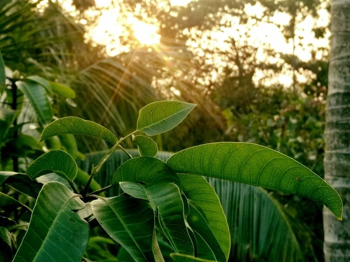 nature style