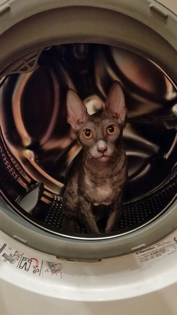 my kitten