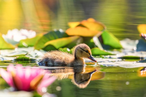 ταπετσαρίες Pond, beak