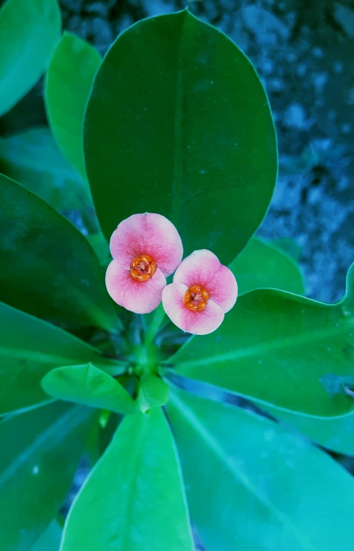 flowers