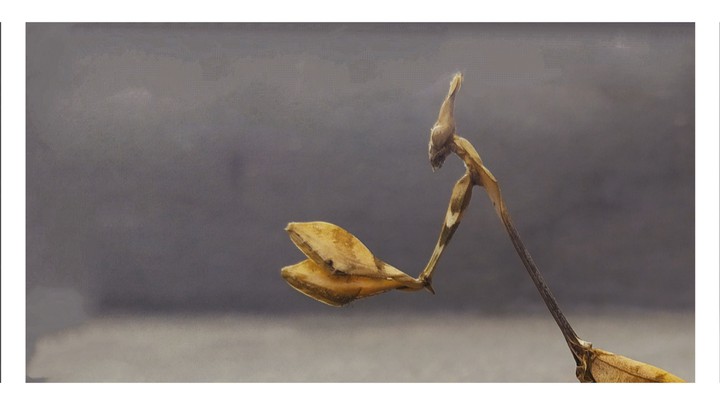 small animal