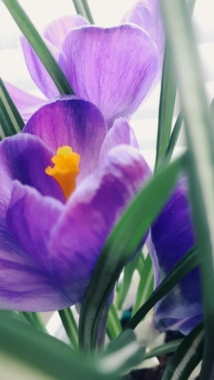 Flower in spring