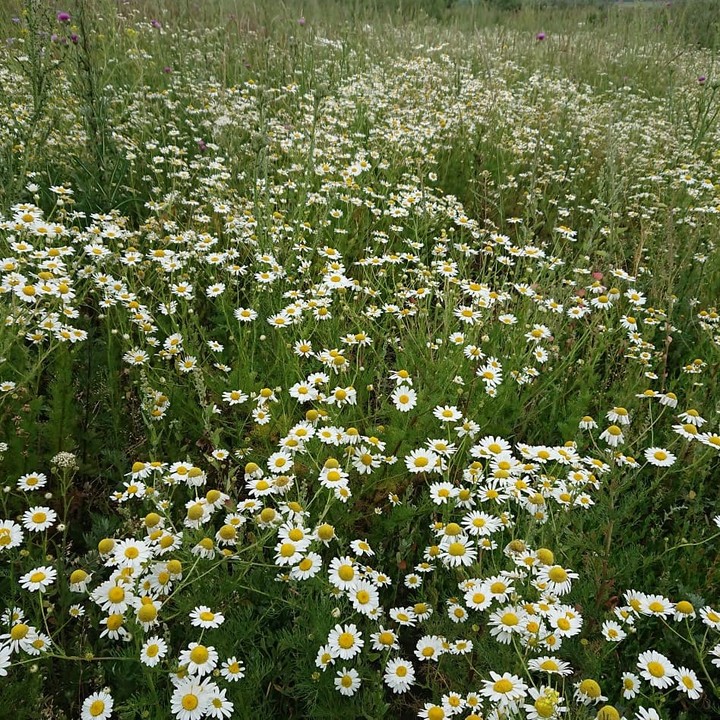 Chamomile field. Russia. Tatarstan.