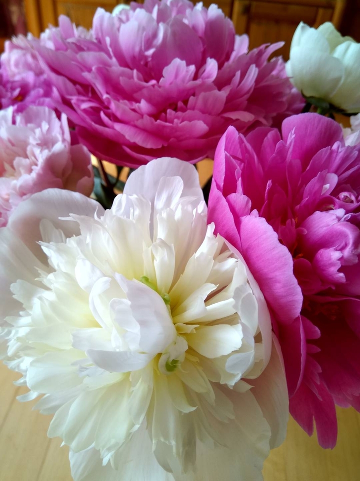 pentecostal Roses