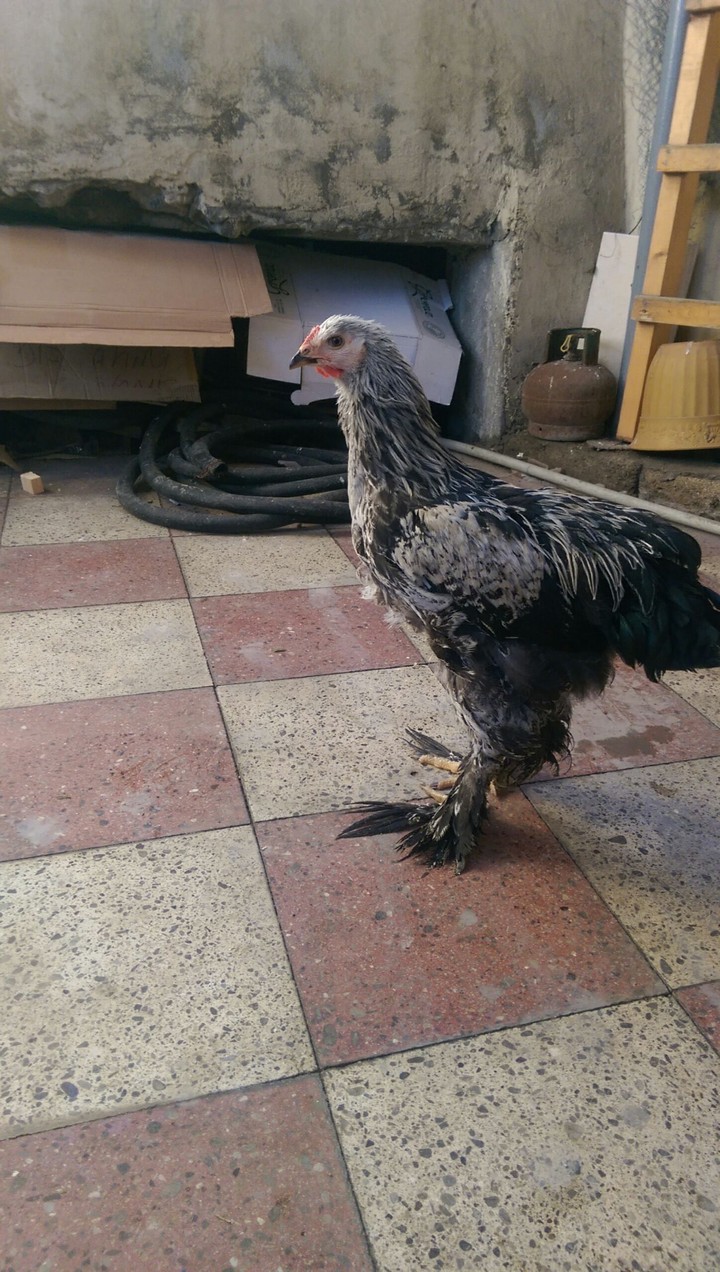 Brama
