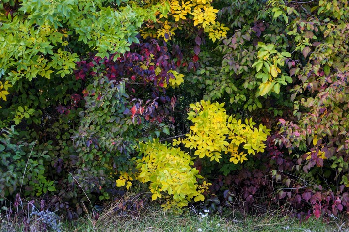 autumn