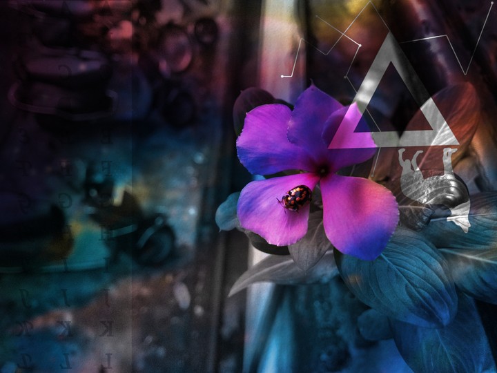 Vibrancy of a flower