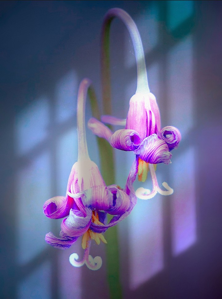 flowers & shadows