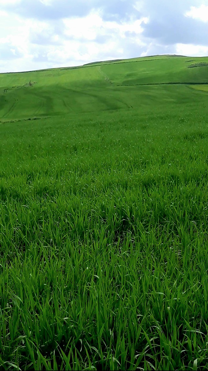 green ?