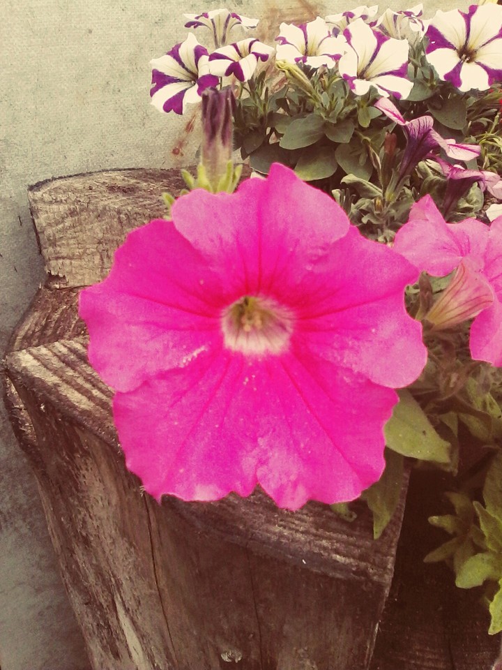 pink flower and white/purple