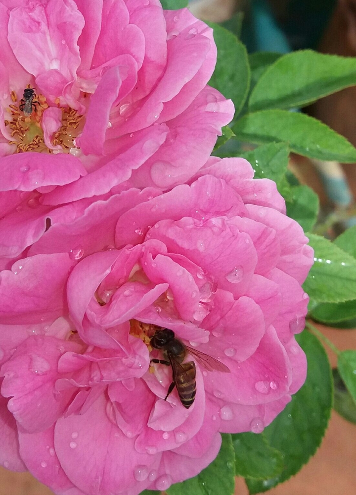 honeybee with flower