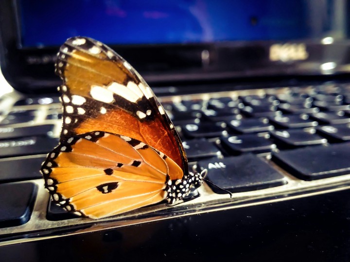 Butterfly