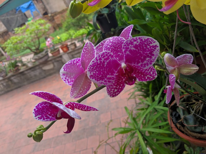 flowers