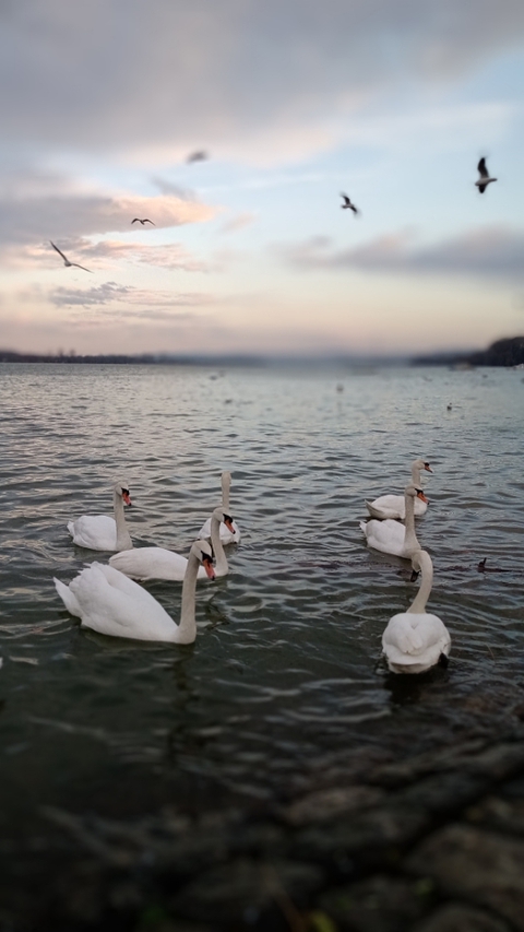 Danube, winter