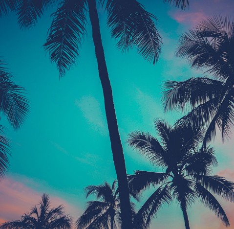 palmeras