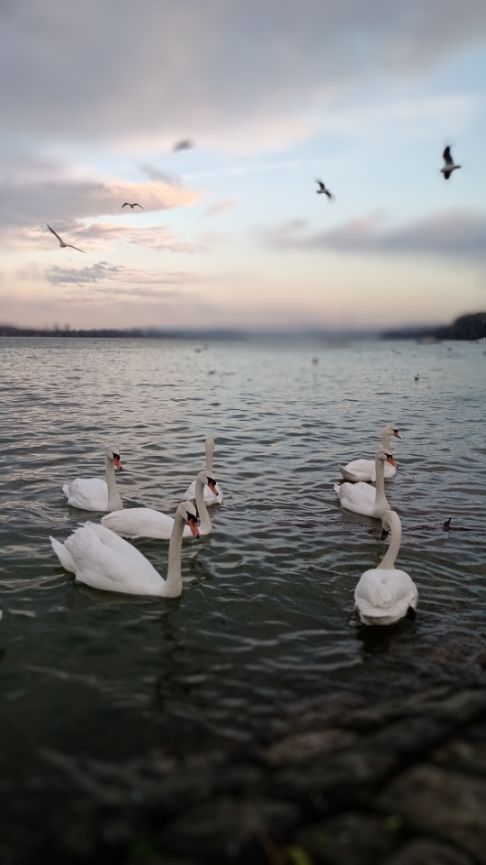 Danube, winter