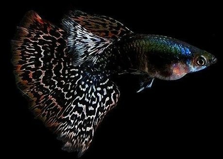 Guppy