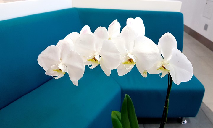 white orchid