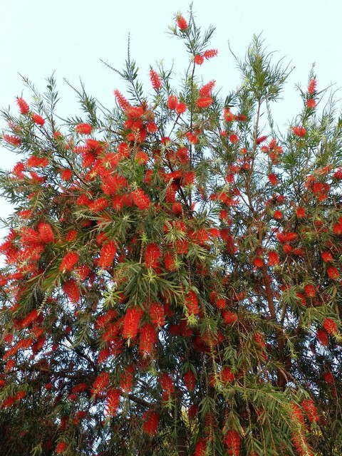 Willow in full bloom