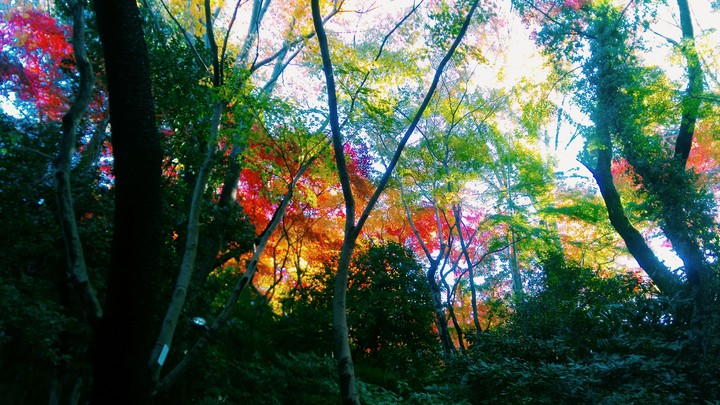 sun through leafs softly