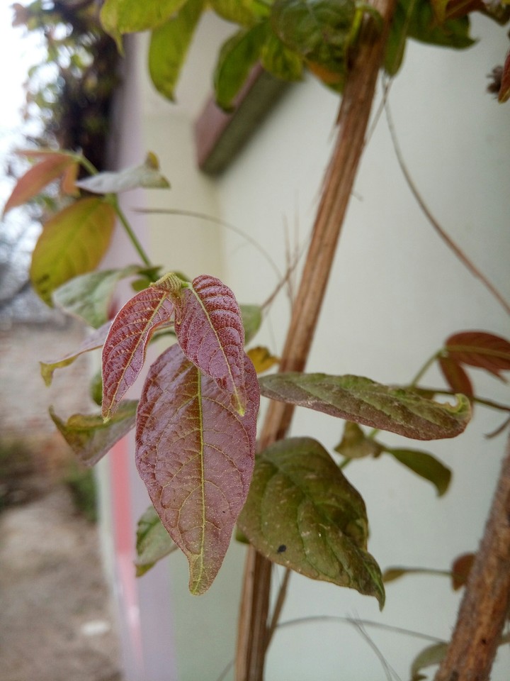 leaves