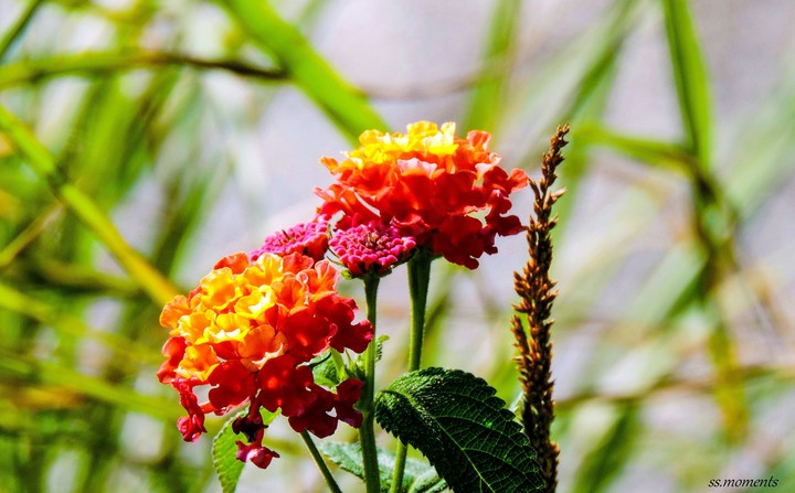 flower