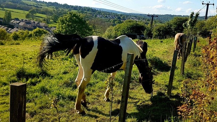 Horses