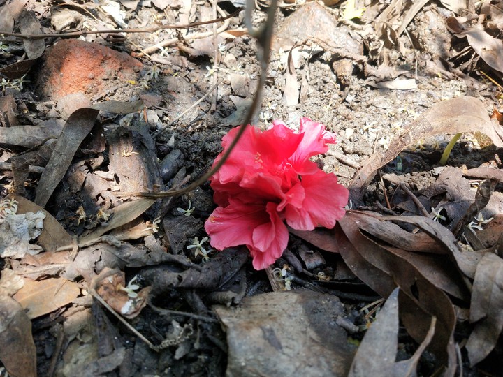 flowers