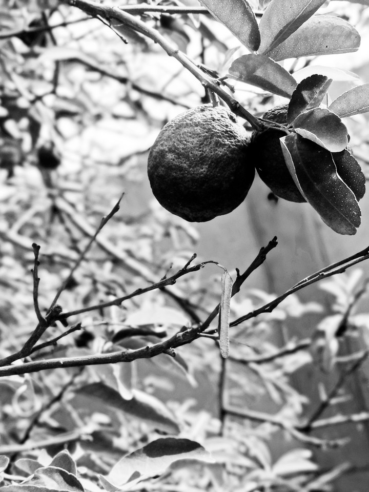 lemons