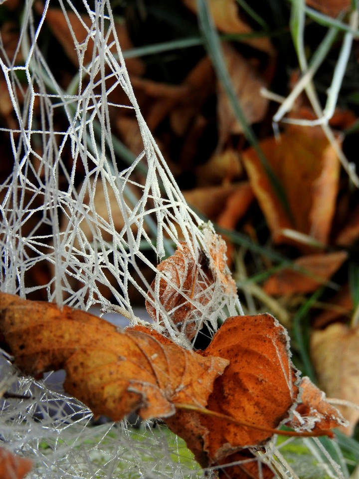 Frozen spider weaving with leaves.