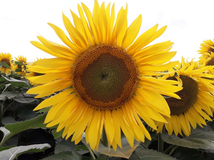 sunflower
