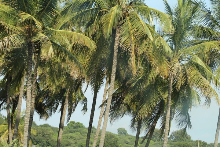 Coconut Trees welcoming tourist in Tamil Nadu