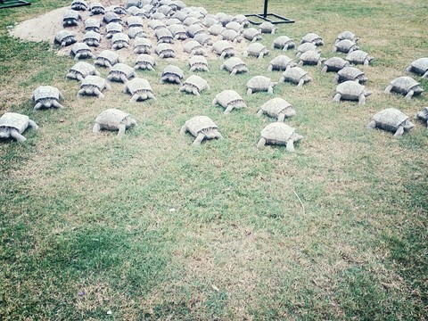 turtle army