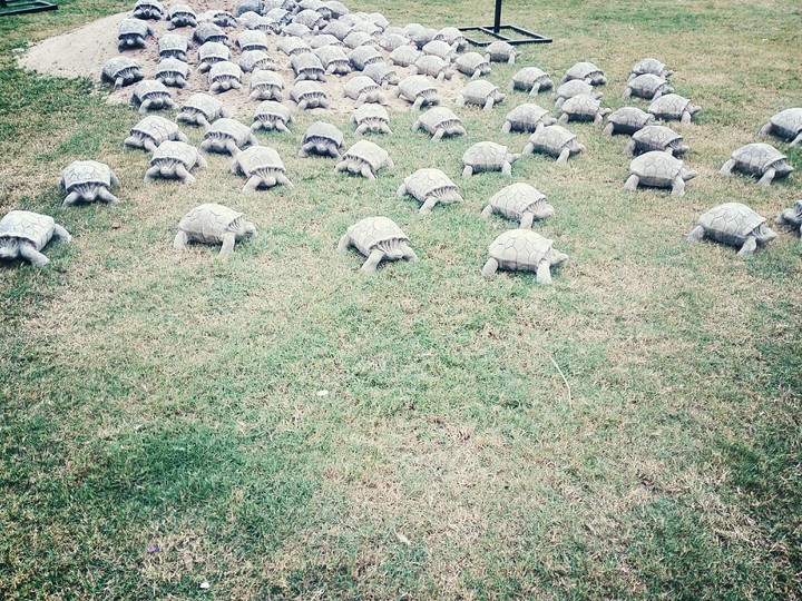 turtle army