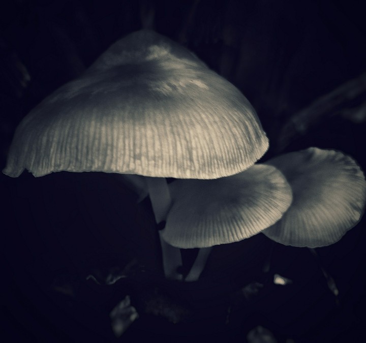 Mushrooms in the dark