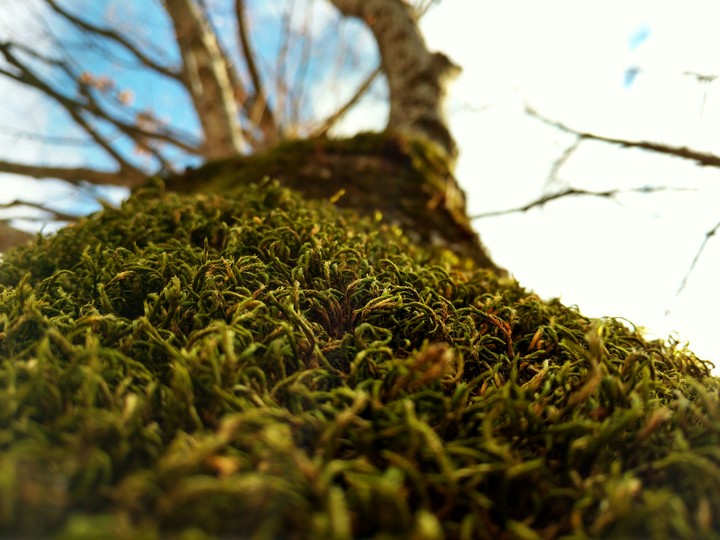 plant