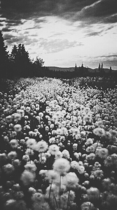 Flower's