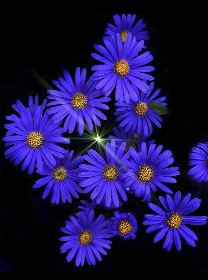 purple