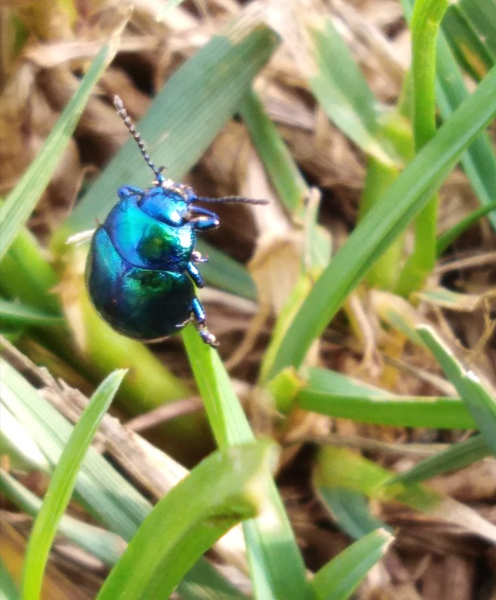 Blue Beatle