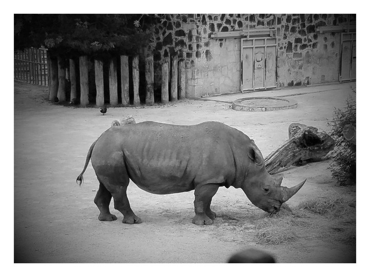 Rhino