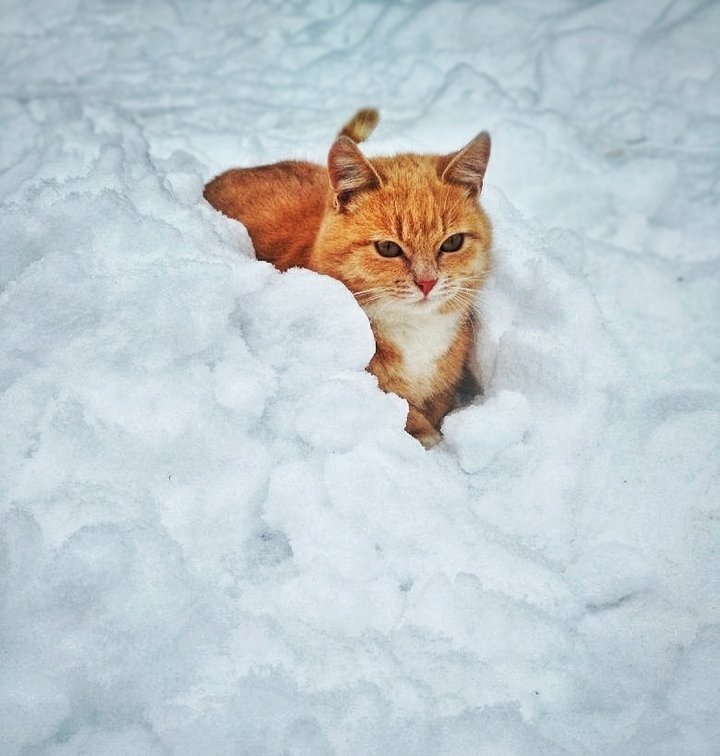 funny cat)