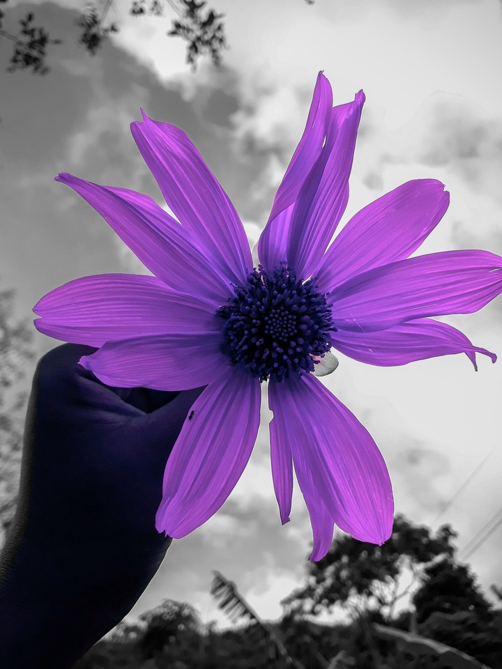 purple sunflower