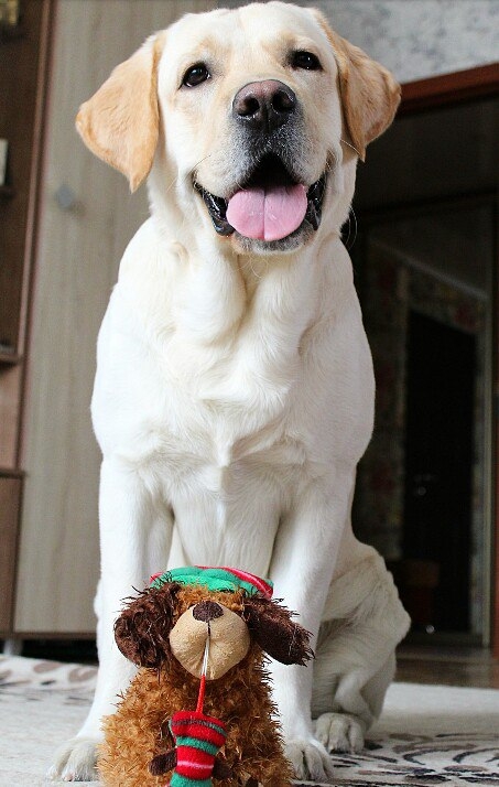 Labrador